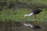 _MG_1519 Pied Heron.jpg