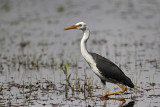 _MG_1530 Pied Heron.jpg