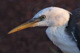 _MG_7438 Pied Heron.jpg