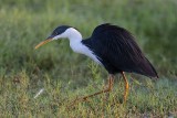 _MG_7543 Pied Heron.jpg