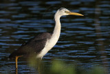 _MG_8442 Pied Heron.jpg