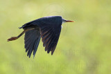 _MG_7428 Pied Heron.jpg