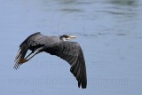 _MG_7600 Pied Heron.jpg