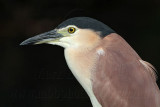 _MG_6136 Nankeen Night-Heron.jpg
