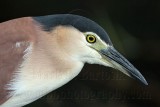 _MG_6289 Nankeen Night-Heron.jpg