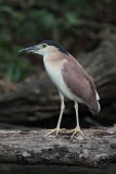 _MG_6732 Nankeen Night-Heron.jpg