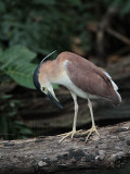 _MG_6752 Nankeen Night-Heron.jpg