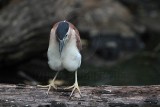 _MG_6784 Nankeen Night-Heron.jpg