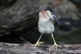 _MG_6789 Nankeen Night-Heron.jpg