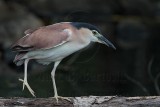 _MG_6819 Nankeen Night-Heron.jpg