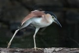 _MG_6838 Nankeen Night-Heron.jpg