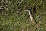 _MG_8187 Nankeen Night-Heron.jpg
