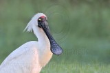 _MG_7248 Royal Spoonbill.jpg