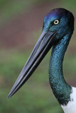 Black-necked Stork - Ephippiorhynchus asiaticus - NT