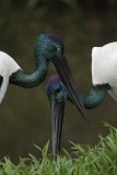 _MG_4723 Black-necked Stork.jpg
