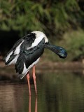 _MG_1699 Black-necked Stork.jpg