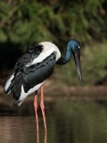 _MG_1704 Black-necked Stork.jpg