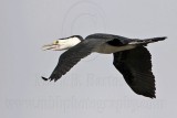 _MG_1261 Pied Cormorant.jpg
