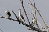 _MG_1326 Pied Cormorant.jpg