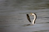 _MG_1464 Pied Cormorant.jpg