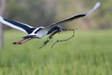 _MG_4738 Black-necked Stork.jpg