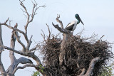 _MG_4803 Black-necked Stork.jpg