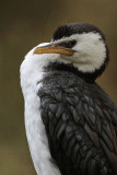 _MG_3891 Little Pied Cormorant.jpg