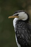 _MG_3907 Little Pied Cormorant.jpg