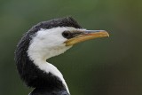 _MG_3928 Little Pied Cormorant.jpg