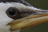 _MG_3967crop Little Pied Cormorant.jpg