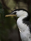 _MG_3999 Little Pied Cormorant.jpg