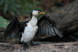 _MG_6539 Little Pied Cormorant.jpg