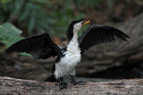 _MG_6551 Little Pied Cormorant.jpg