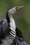 _MG_6703 Little Pied Cormorant.jpg
