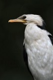 _MG_6961 Little Pied Cormorant.jpg