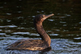 _MG_7931 Little Black Cormorant.jpg