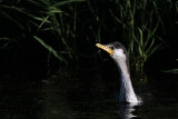 _MG_8433 Little Pied Cormorant.jpg