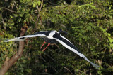 _MG_7231 Black-necked Stork.jpg