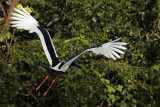 _MG_7232 Black-necked Stork.jpg