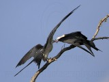 _MG_6790 Swallow-tailed Kite.jpg