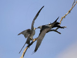 _MG_6791 Swallow-tailed Kite.jpg
