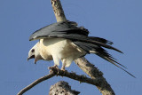_MG_6865 Swallow-tailed Kite.jpg