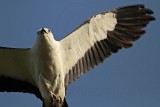 _MG_6989 Swallow-tailed Kite.jpg