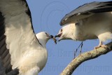 _MG_7014crop Swallow-tailed Kite.jpg