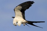 _MG_7149 Swallow-tailed Kite.jpg
