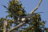 _MG_7160 Swallow-tailed Kite.jpg