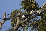 _MG_7177 Swallow-tailed Kite.jpg