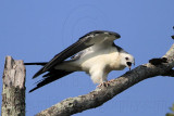Swallow-tailed Kite juveniles begging for food 080710