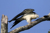 _MG_7303 Swallow-tailed Kite.jpg