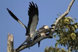 _MG_7413 Swallow-tailed Kite.jpg